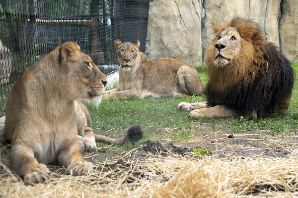 OAU-lions