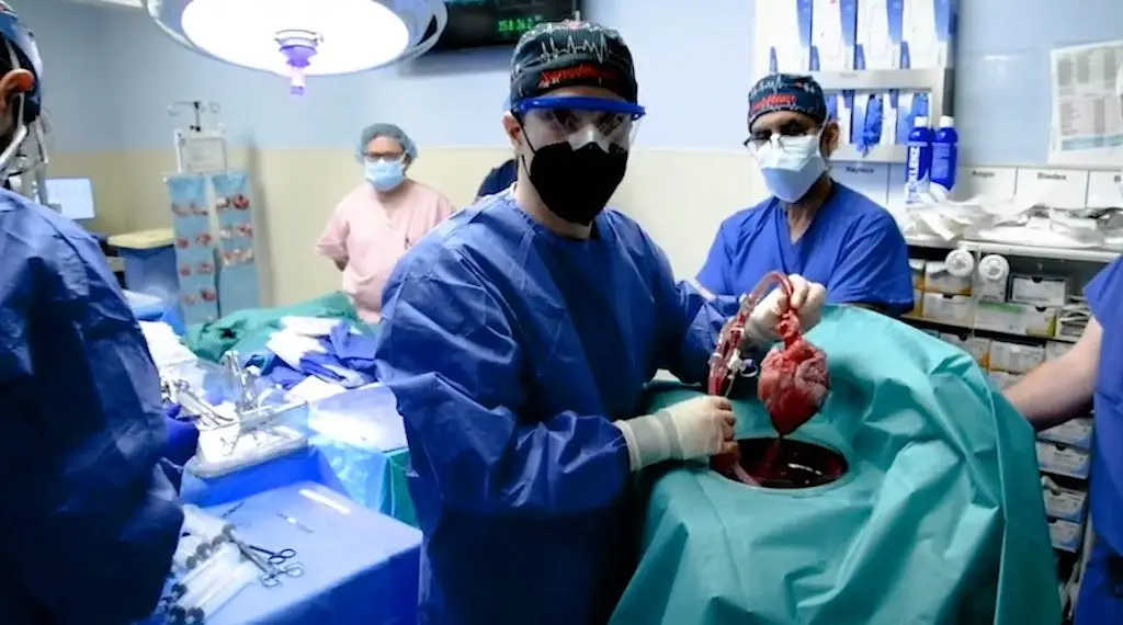 Pig-heart-to-human-transplant