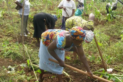 Ogun farmers