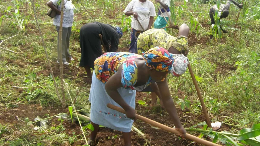 Ogun farmers