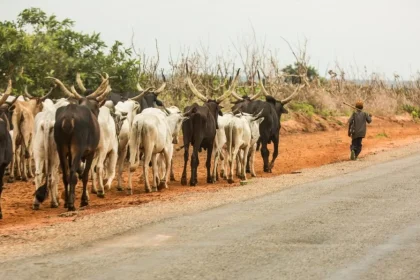 Fulani herders