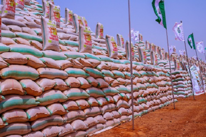 Rice pyramids Kebbi Anchor Borrowers Programme