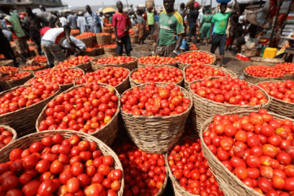 Baskets of tomatoes