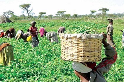 Food items harvesting