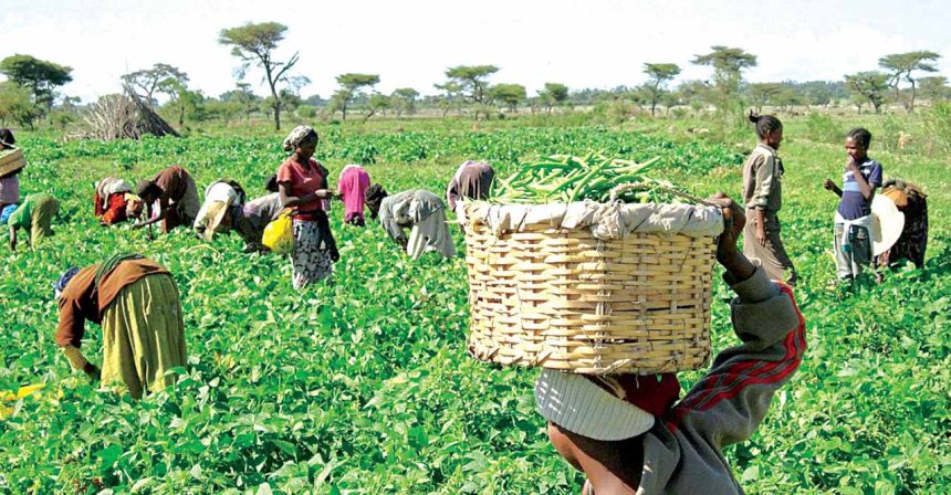 Food items harvesting